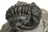 Detailed Gerastos Trilobite Fossil - Morocco #226638-1